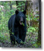 Large Black Bear Eating Leaves Metal Print