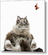 Large Persian Cat Sitting, Looking At Butterfly Metal Print