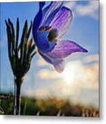 Late Bloomer - A Very Late-blooming Prairie Crocus On A Nd Coulee Hill Pasture Metal Print