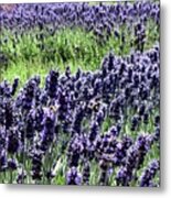 Lavender And Bees Metal Print