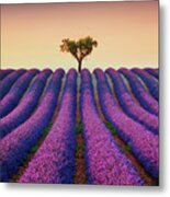 Lavender Fields And Lonely Tree Metal Print