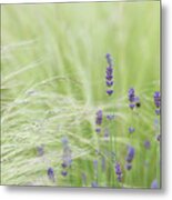 Lavender And Mexican Feather Grass Metal Print