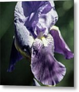 Lavender Flower And Bud Metal Print
