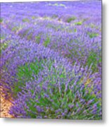 Lavender Summer Field Metal Print