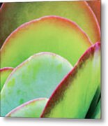 Layeres Of Succulent Plant Leaves Metal Print