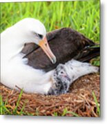 Laysan Albatross And Chick. Metal Print