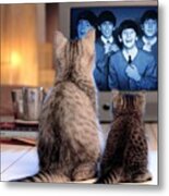 Lazy Cat Afternoon With The Beatles Metal Print