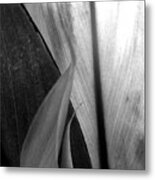 Leaf Points And Lines Black And White Metal Print
