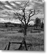 Leafless Lone Tree Metal Print