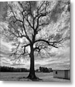 Leafless Tree 2 Metal Print