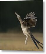 Leaping To Feed Metal Print