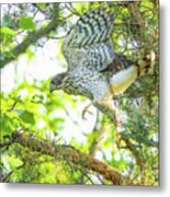 Learning To Fly Metal Print