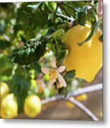 Lemon Blossoms And Lovely Lemon In The Mediterranean Garden Metal Print