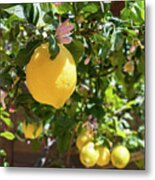 Blooming Lemon Tree In The Mediterranean Garden Metal Print