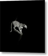Leopard Crouching, South Africa Metal Print