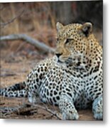 Leopard Of South Africa Metal Print