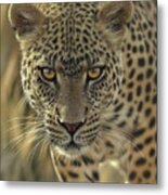 Leopard - On The Prowl Metal Print