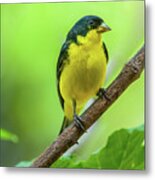 Lesser Goldfinch Perched On A Branch Metal Print