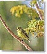 Lesser Young Goldfinch Metal Print