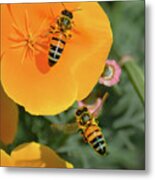 Lessons From Bees Metal Print