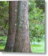 Life In The Swamp - Emerald Isle Woods Park Metal Print