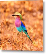 Lilac Breasted Roller Metal Print