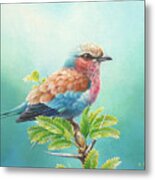 Lilac-breasted Roller With Acacia Metal Print