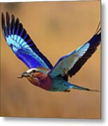Lilac Breasted Roller With Praying Mantis Metal Print