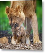 Lily And Cub In Mouth Metal Print