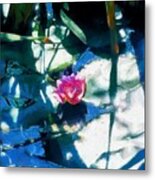 Lily In The Shallows Metal Print