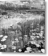 Lily Pads Floating On The Glades In Black And White Metal Print