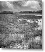 Lily Pads In The Glades In Black And White Metal Print