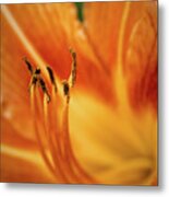 Lily Stamen With Pollen Metal Print