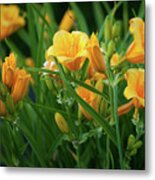 Lily_6034 Metal Print