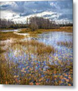 Lilypads In The Autumn Marsh Waters Metal Print