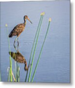 Limpkin Looking For Breakfast Metal Print