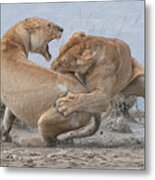 Lion Fight Metal Print