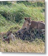 Lion Love In The Serengeti Metal Print