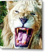 Lion Roar At The Philadelphia Metal Print