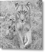Lioness And Cub Walking Metal Print