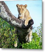 Lioness On The Lookout Metal Print