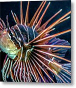 Clearfin Lionfish Metal Print