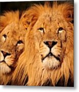 Lions Rule And I Do Too Metal Print