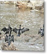 Little Black Cormorants Drying Their Wings Metal Print