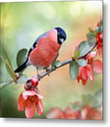 Little Bull Finch On Quince Blossom Metal Print