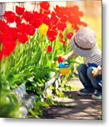 Little Child Walking Near Tulips On The Flower Bed In Beautiful Spring Day Metal Print