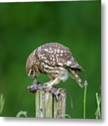 Little Owl Eating Mouse Metal Print