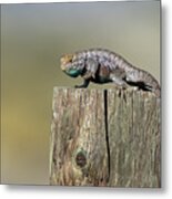 Lizzard Metal Print