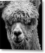 Llama Metal Print