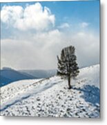 Lone Tree Landscape, Yellowstone Winter Metal Print